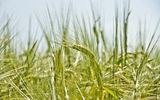 Картинка пшеница, зеленая, земля, лето