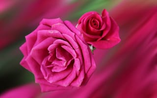 Картинка роза, красивый, цветы, красочный, цветок, розы, красивые, цветочный, оригинальный, цвет, флора, цветочная композиция