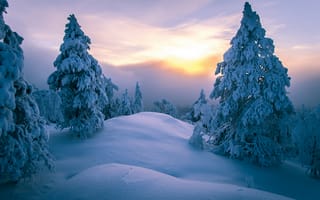 Картинка Лапландия, зима, пейзаж, закат, снег, холмы, деревья