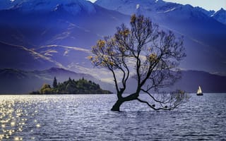 Картинка Ванака дерево, пейзаж, Новая Зеландия, Wanaka Tree, горы, парусник, озеро Ванака
