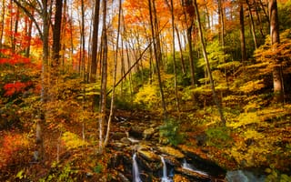 Картинка осенние листья, река, водопад, деревья, осенние цвета, лес, камни, осень, ручей, пейзаж