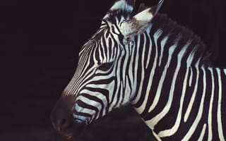 Обои зебра, полосы, близко, вид в профиль