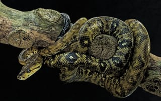 Картинка Corallus ruschenbergerii лат, удав, чёрный, представитель семейства Ложноногие змеи, не ядовитый вид удавов, змея