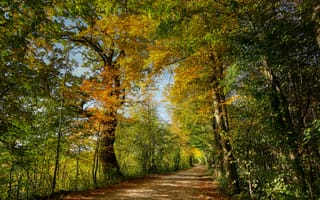 Обои лес, осенние краски, осень, природа, деревья, дорога, пейзаж