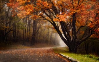 Картинка осень, туман, дорога, деревья, осенние краски, лес, пейзаж
