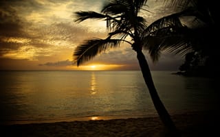 Картинка Гавайи, море, пальма, Мауи, закат, пейзаж
