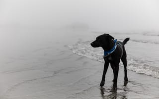Картинка черная собака, домашнее животное, побережье, собака, картинки на телефон, собаки, животное