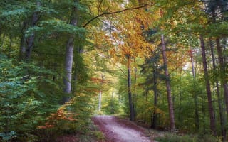 Картинка осень, осенняя дорога, лес, деревья, пейзаж, осенние краски, природа