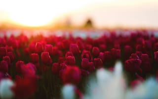 Картинка фотографии, цветы, размытия, сад, красные тюльпаны