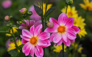 Картинка Dahlias, бутоны, флора, цветы, георгины