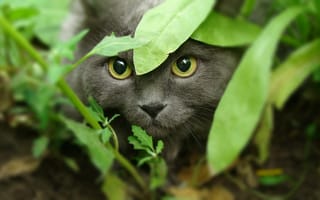 Картинка кошка, трава, крадется