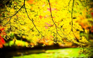 Обои листья, осень, деревья