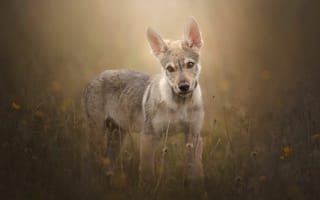 Обои щенок, Чехословацкий влчак, Чехословацкая волчья собака, взгляд, портрет, собака
