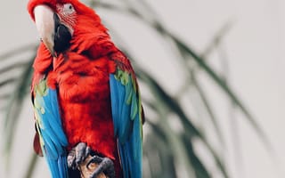 Картинка попугай, тропические, птица, птицы, Ара