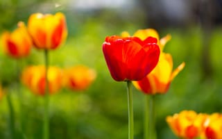 Картинка тюльпан, природа, весна, боке, цветы