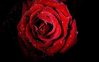 Картинка Лепестки роз