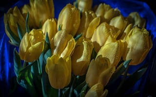Картинка букет, флора, жёлтые тюльпаны, макро, цветы, капли