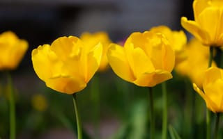 Обои тюльпан, весна, природа, цветение, цветы