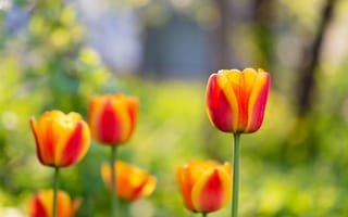 Картинка тюльпан, бутон, весна, природа, цветы, боке