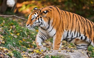 Картинка тигр тигр, морда, взгляд