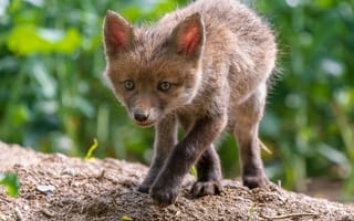 Картинка хищник, Рыжая лиса, Red Fox
