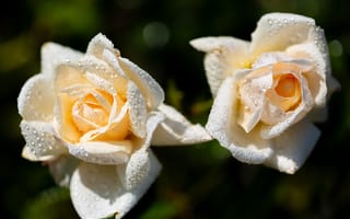 Картинка розы, белые розы, крупным планом, капли дождя, цветы, лепестки, розовый куст