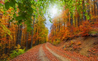 Картинка осень, природа, дорога, краски осени, деревья, лес, пейзаж, осенние листья