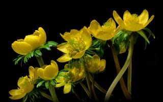 Картинка Eranthis Hyemalis, жёлтый, чёрный, цветы, флора