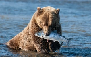 Картинка медведь, рыба, река