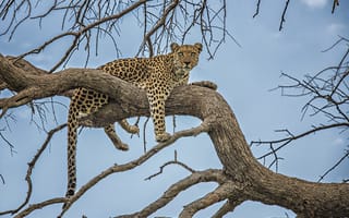 Картинка леопард на дереве, животное, большая кошка, хищник, пятнистый