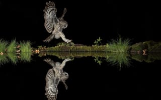 Картинка Strix Aluco, водоём, Серая неясыть, отражение, хищник, птица, ночь