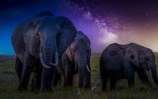 Картинка Кения, слоны, Африка, животные, стадо