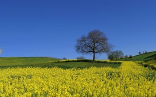 Картинка весна, желтый, панорама, поле, дерево,  природа, for desktop, пейзаж