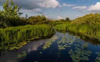 Картинка река, отражение, пейзаж, кувшинки, природа, трава, лето