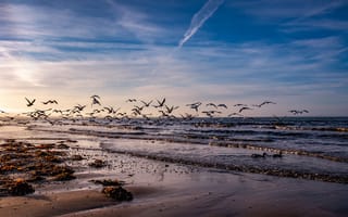 Картинка закат, птицы, море, Seagull, берег, волны, пейзаж