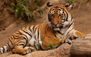 Картинка тигр, отдых, бревно