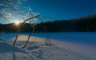 Картинка лес, зима, Norway, пейзаж, солнечный свет, деревья, закат, снег