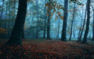 Картинка осень, туман, лес, рассвет, природа, деревья, пейзаж