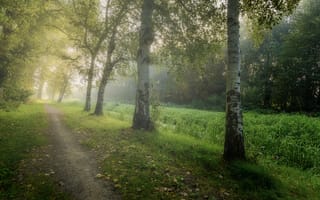 Картинка туман, природа, путь, пейзаж, березы, утро, деревья