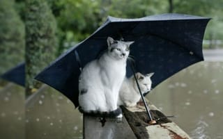 Картинка бревна, кошки, зонтик