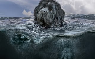 Картинка собака, плавание, ситуация, Ньюфаундленд, море, фотошоп, волны