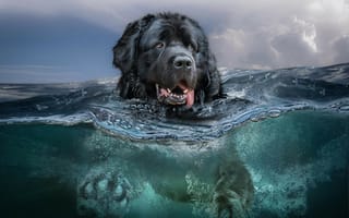 Картинка море, волны, фотошоп, собака, Newfoundland, плавание, ситуация