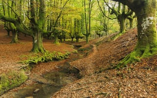 Картинка пейзаж, Spain, река, природа, лес, Otzarreta, Creek, деревья