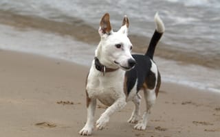 Картинка пляж, собака, океан, щенок, пес, белый и черный, собаки