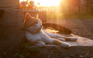 Картинка кот, фундамент, солнце, отдыхает