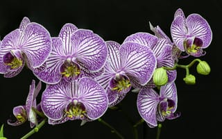 Картинка орхидеи, флора, орхидея, чёрный, цветы, цветочная композиция