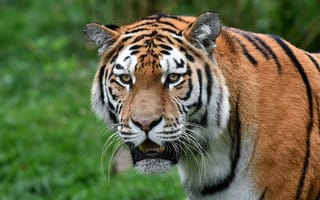 Картинка тигр, хищник животное