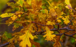 Картинка дуб, макро, осенние листья, ветвь, дерево, природа, Autumn