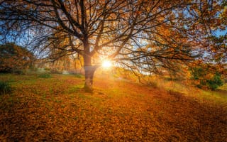 Картинка Mount Lofty Botanic Gardens, лучи солнца, пейзаж, листья, холм, природа, осень, закат, осеннее дерево