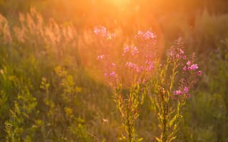 Картинка закат, природа, цветы полевые, лучи, солнце, свет, иван-чай